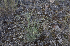 Erigeron linearis