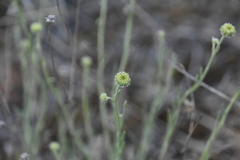 Erigeron linearis