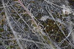 Boechera retrofracta