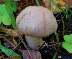 Cortinarius venustus