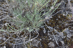 Erigeron linearis