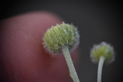 Erigeron linearis