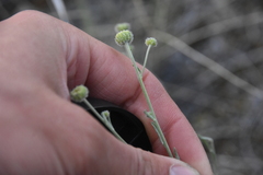 Erigeron linearis