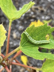 Hypena abalienalis