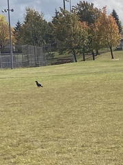 Corvus