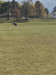 Corvus