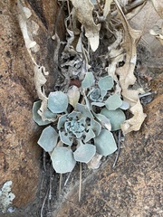 Physaria vitulifera