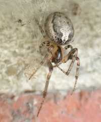 Zygiella x-notata