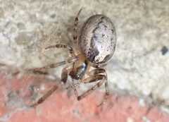 Zygiella x-notata