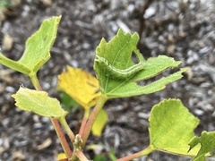 Hypena abalienalis