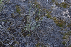 Stephanomeria tenuifolia