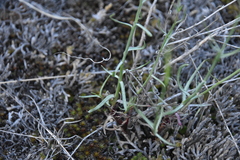 Stephanomeria tenuifolia