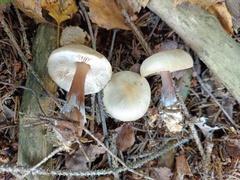 Rhodocollybia asema