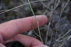 Stephanomeria tenuifolia