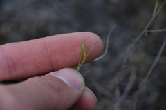 Stephanomeria tenuifolia