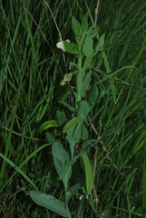 Lathyrus ochrus