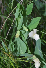 Lathyrus ochrus