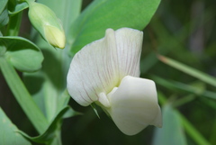 Lathyrus ochrus