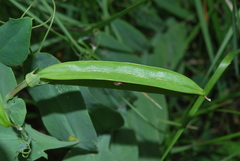 Lathyrus ochrus