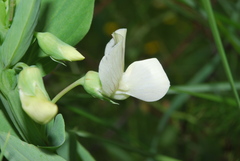 Lathyrus ochrus