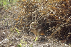 Athene cunicularia