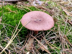 Lactarius rufus