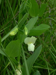 Lathyrus ochrus