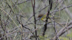 Cyclarhis gujanensis