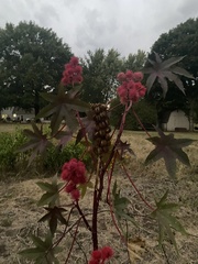 Ricinus