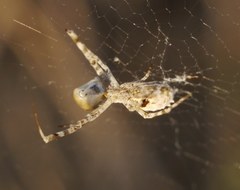 Uloborus walckenaerius