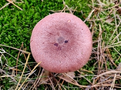 Lactarius rufus