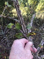 Ulmus alata