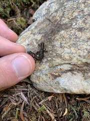 Desmognathus imitator