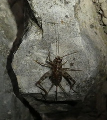 Gryllomorpha dalmatina