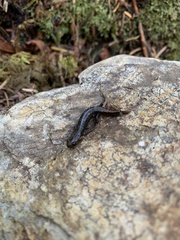 Desmognathus imitator