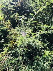 Celastrina echo gozora