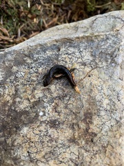 Desmognathus imitator