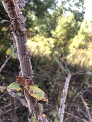 Ulmus alata
