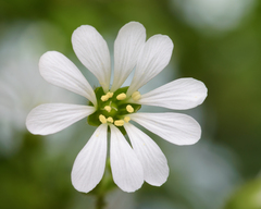 Stellaria chilensis