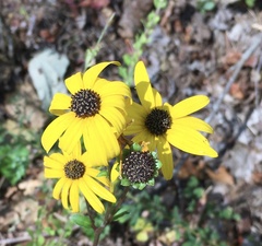 Helianthus atrorubens