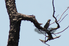 Oriturus superciliosus