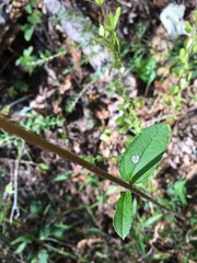 Helianthus atrorubens