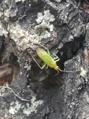 Blepharidopterus angulatus