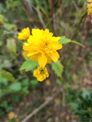 Kerria japonica
