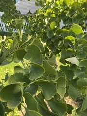 Ginkgo