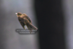 Empidonax fulvifrons