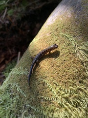 Desmognathus imitator