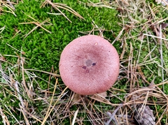 Lactarius rufus
