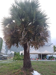 Borassus flabellifer