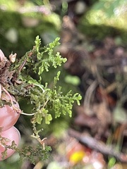 Trichocolea tomentella